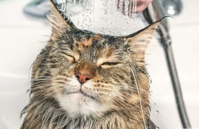 memandikan kucing dengan shampo manusia