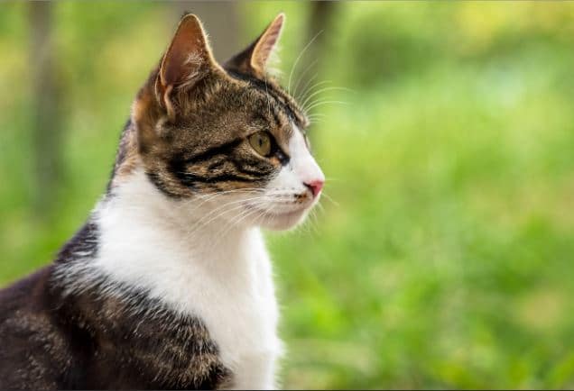 penyebab kucing jamuran