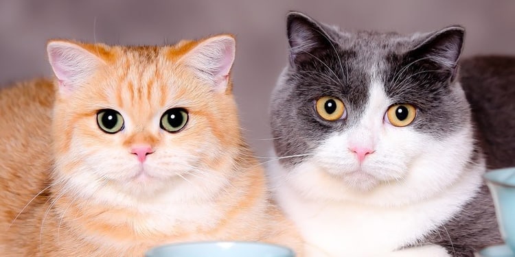 Cara Membuat Pasir Kucing