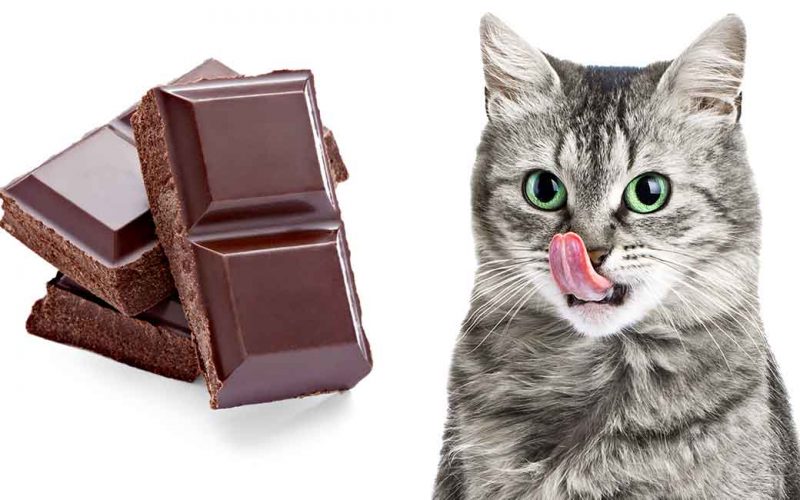 Foto kucing yang makan cokelat