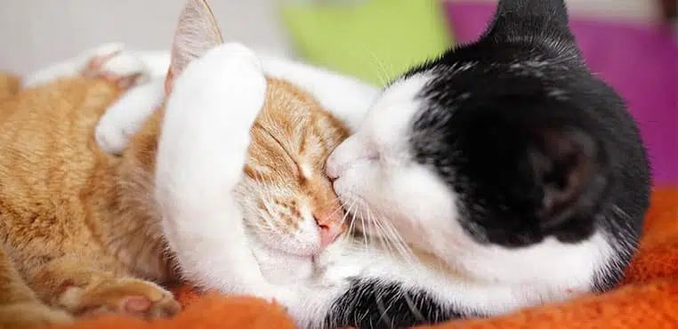 Tanda Kucing Birahi Berat