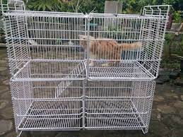 Cara Membersihkan Kandang Kucing yang Aman dan Benar