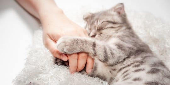 Cara Mengetahui Kucing Sakit! Ini Ciri dan Cara Mengobatinya…