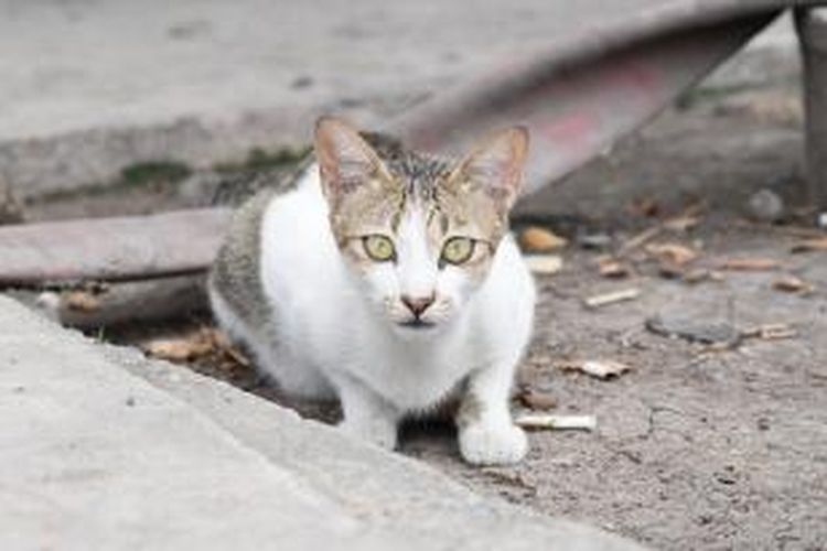 Cara Merawat Kucing Liar Biar Cepat Nurut