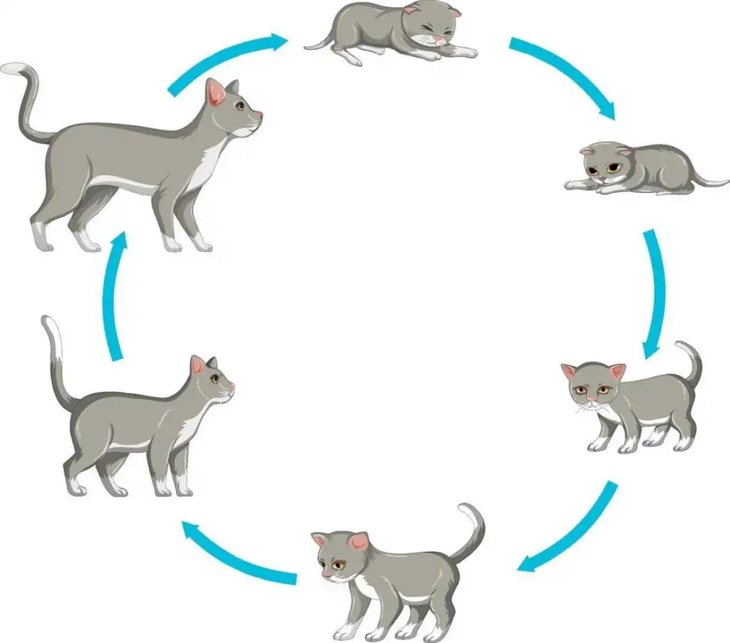 Pertumbuhan Dan Perkembangan Kucing Yang Jarang Diketahui