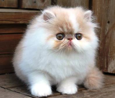 Urutan Pertumbuhan Kucing Mulai dari Nol Hingga Besar