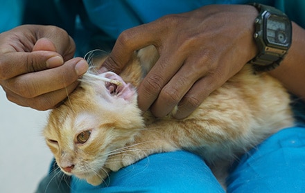 Paket Grooming Kucing Faunafella