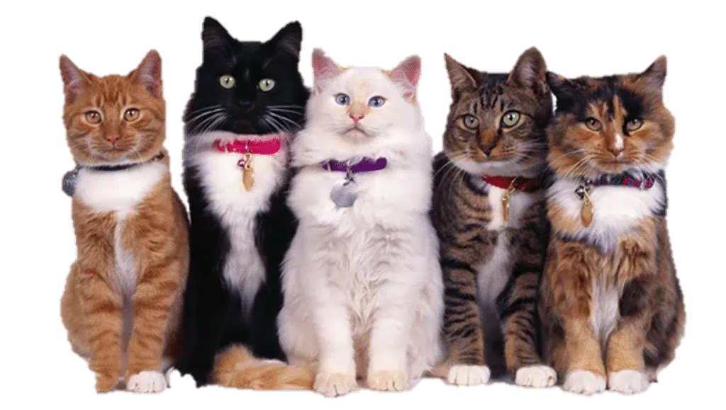 Hotel kucing Terdekat Faunafella