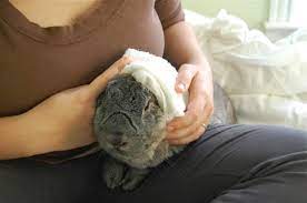 7 Penyebab Kelinci Mati Mendadak Yang Harus Diketahui