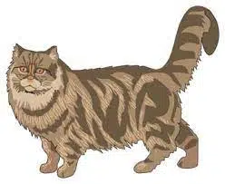 Nama Kucing Jantan Islam Yang Bagus