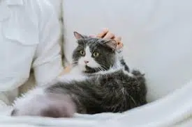 Nama Kucing Kembar 3 untuk jantan dan betina