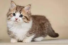 100 Nama Kucing Warna Abu-abu Betina dan Jantan