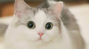 Nama Kucing Vira Betina