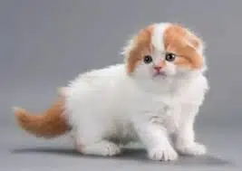 100 Nama Hewan Jantan Islami