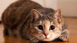 Rekomendasi Nama Kucing Betina Aesthetic