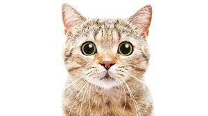 Nama Kucing Orange Jantan Kembar