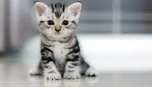 Arti Penjelasan Nama Kucing Nabi Sulaiman