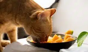 Bisakah Kucing Makan Pepaya Ini Penjelasannya Yang Harus Diketahui