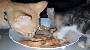 Bolehkah Kucing Makan Udang Ini Jawabannya