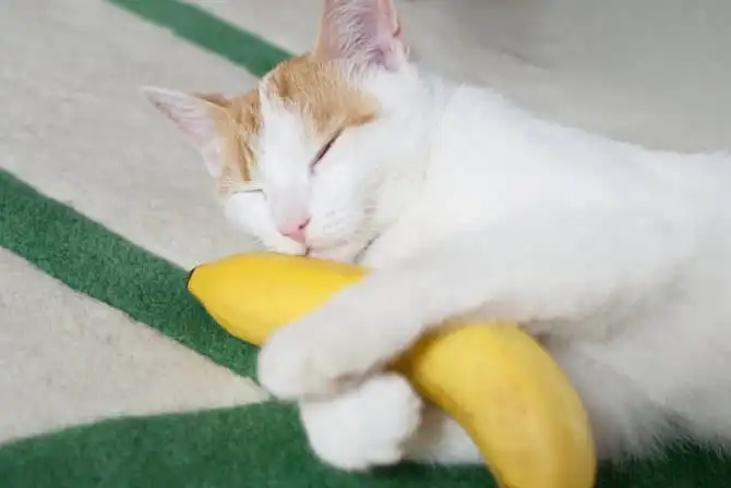 Bolehkah Kucing Makan Pisang Goreng Ini Jawabannya Faunafella