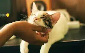 Obat Alami Penyakit Kuning pada Kucing Beserta Penyebabnya