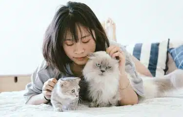 Alasan Kucing Mendengkur Saat Dielus