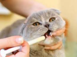 Dosis Pemberian Drontal Pada Kucing Cacingan