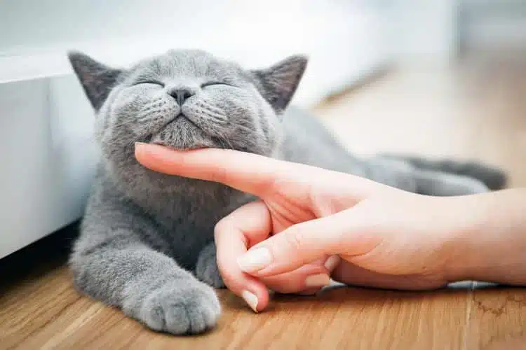 7 Keutamaan Memelihara Kucing Menurut Islam yang Harus Diketahui