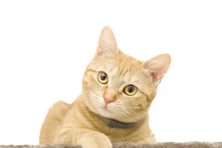 Bagaimana Hukum Menjual Kucing Ini Penjelasannya Lengkap Pandangan Islam
