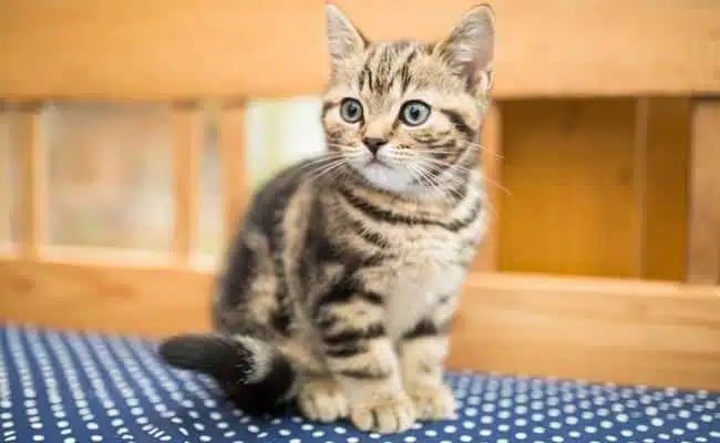 5 Cara Mengikhlaskan Kucing Yang Mati Menurut Islam