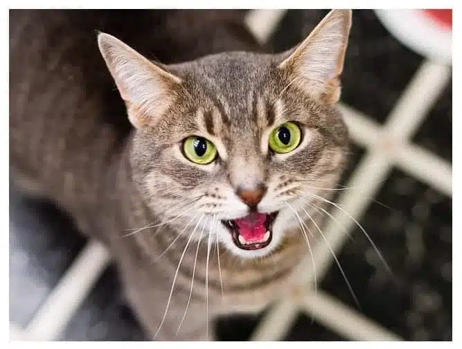 Keistimewaan Memelihara Kucing Menurut Islam