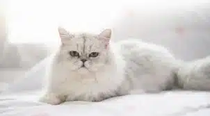 10 Cara Agar Kucing Tidak Birahi Yang Harus Diketahui