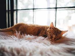 10 Ciri-Ciri Kucing Mau Mati dan Cara Mengatasinya