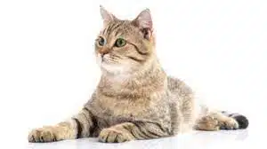 3 Cara Mengatasi Kucing Betina Birahi agar Tidak Berisik