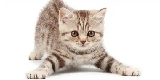 Berapakah Usia Kucing Betina Siap Kawin Ini Penjelasan, Ciri dan Cara Mengatasinya