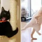 Jepretan Foto Tingkah Laku Kucing Konyol Banget Bikin Orang Ketawa