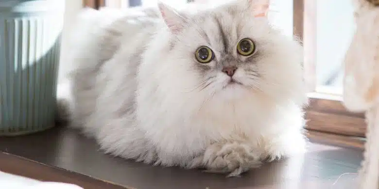 Kucing Birahi Adalah, Ciri-Ciri dan Cara Mengatasinya Dengan Mudah