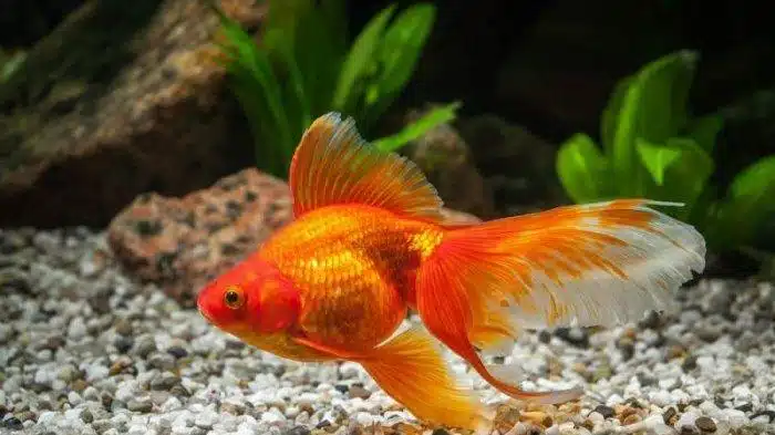 10 Cara Membedakan Ikan Koki Jantan dan Betina Yang Benar dan Tepat, Jangan Sampai Salah 2023