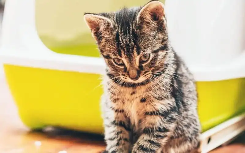 5 Pertolongan Pertama Kucing PUP Berdarah 2023 Patut Diketahui