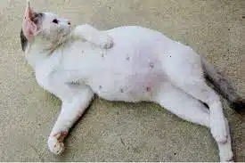 5 Tanda-Tanda Kucing Menstruasi Beserta Cara Mengatasinya 2023