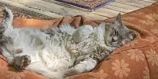 6 Cara Membuat Kucing Tidur Yang Sering Hiperaktif Pada Malam Hari 2023