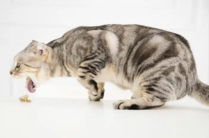 6 Ciri-Ciri Kucing Keracunan 2023 Beserta Cara Mengatasinya
