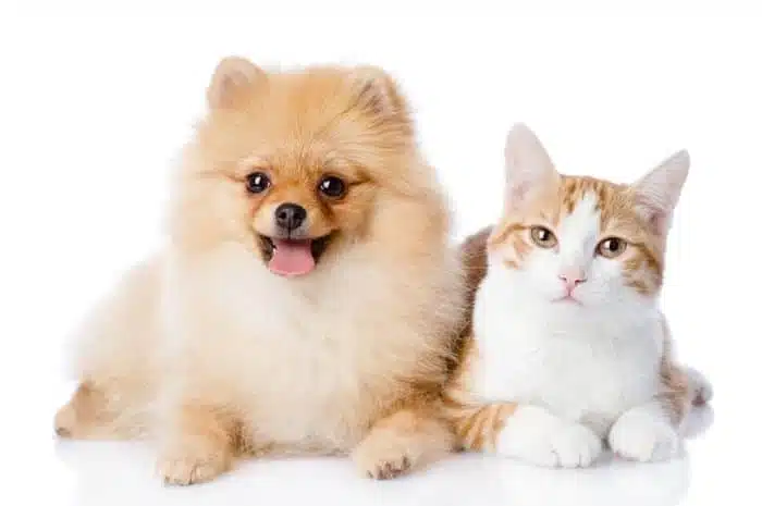 6 Perbedaan Kucing dan Anjing Jarang Diketahui Oleh Pecinta Hewan Peliharaan 2023