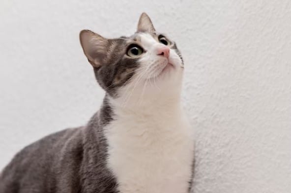 Kucing Maine Coon Mix Kampung 2023 Beserta Ciri-Cirinya Wajib Diketahui