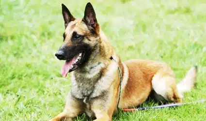 Uratan Taksonomi Anjing Secara Lengkap 2023 Beserta Ciri Sifat Karakteristiknya