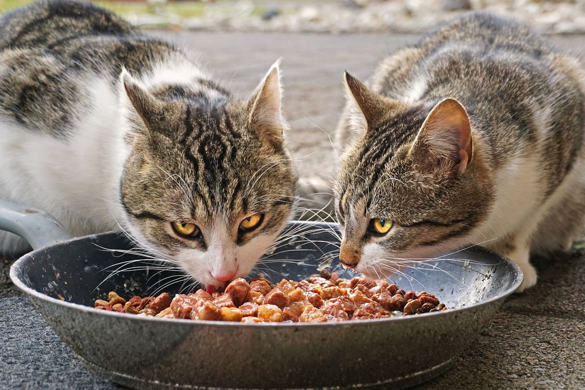 10 Rekomendasi Makanan Yang Baik Untuk Kucing Memiliki Kandungan Nutrisi Tinggi dan Bergizi 2023