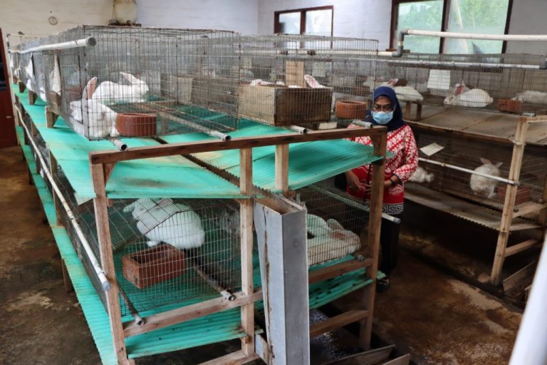 10 Tempat Peternakan Kelinci Terdekat di Kota Bandung Paling Berkualitas Harga Lebih Murah 2023
