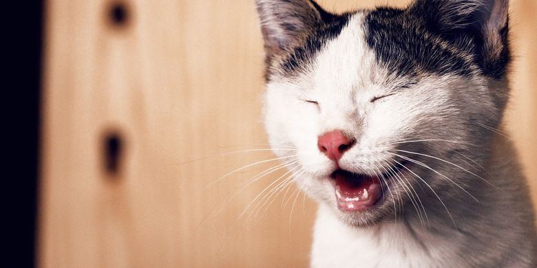 15 Penyebab Hidung Kucing Berdarah Beserta Gejala, Ciri dan Cara Mengobatinya 2023