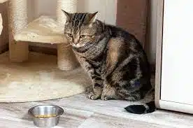 5 Cara Mengatasi Nafsu Makan Kucing Menurun Dilakukan Dengan Cepat 2023