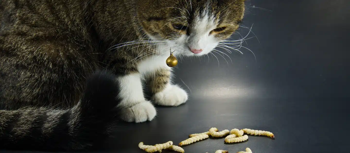 5 Penyebab Kotoran Kucing Ada Cacing Putih Beserta Ciri dan Cara Mengobatinya 2023